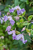 CLEMATIS HANNAH