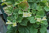 ASARINA PROCUMBENS