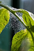 RED SPIDER MITE (TETRANYCHUS URTICAE)