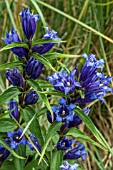 GENTIANA ASCLEPIADEA