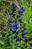 GENTIANA ASCLEPIADEA