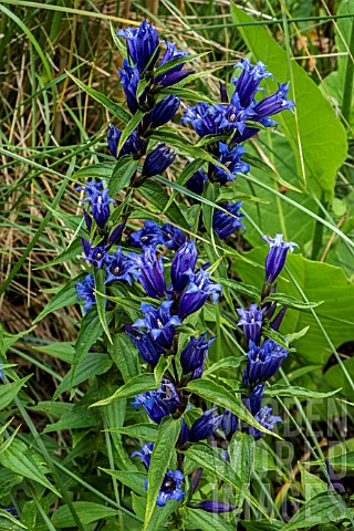 GENTIANA_ASCLEPIADEA