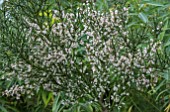 COLLETIA HYSTRIX