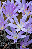 COLCHICUM PELOPONNESSIACUM