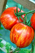 TOMATO STRIPED STUFFER