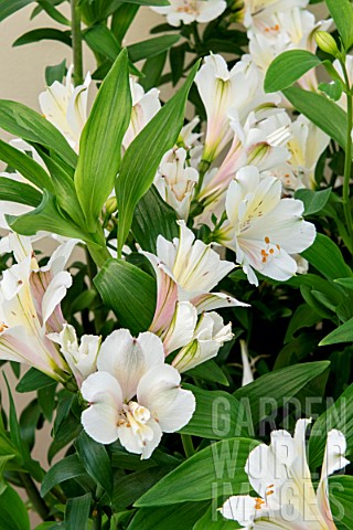 ALSTROEMERIA_SUMMER_PARADISE_SUMMER_SNOW