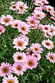 Argyranthemum Bold & Beautiful Pink Halo