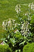 NICOTIANA SYLVESTRIS AGM