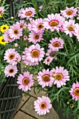 ARGYRANTHEMUM BOLD & BEAUTIFUL ‘PINK HALO’