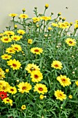 ARGYRANTHEMUM GRANDAISY ‘BRIGHT YELLOW’