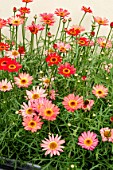 ARGYRANTHEMUM GRANDAISY ‘RED’