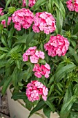 DIANTHUS F1 SWEET ‘DEEP PINK MAXINE’