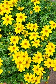 BIDENS ‘SUNDROP’