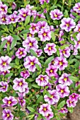 CALIBRACHOA CAN CAN ‘VIOLET GLINT’