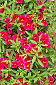 CALIBRACHOA CABARET ‘STARLIGHT CHERRY’