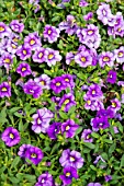 CALIBRACHOA CABARET ‘SKY BLUE’