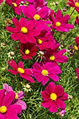 COSMOS SONATA ‘CARMINE’