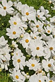 COSMOS SONATA ‘WHITE’