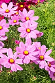 COSMOS SONATA ‘PINK BLUSH’