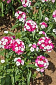 DIANTHUS F1 ‘SWEET PINK MAGIC’