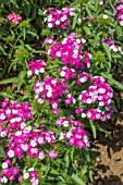 DIANTHUS DASH ‘MAGICIAN’