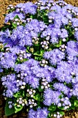 AGERATUM F1 ‘CHAMPION BLUE’