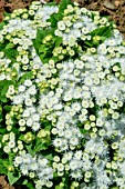 AGERATUM F1 ‘CHAMPION WHITE’