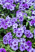 PHLOX F1 ‘21st CENTURY BLUE’