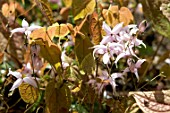 EPIMEDIUM BRACHYRRHIZUM