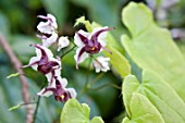 EPIMEDIUM EPSTEINII