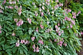 DICENTRA FORMOSA