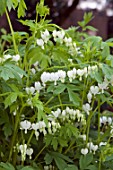 LAMPROCAPNOS SPECTABILIS ALBA  (SYN DICENTRA)