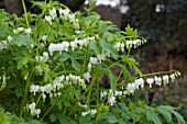 LAMPROCAPNOS SPECTABILIS ALBA  (SYN DICENTRA)