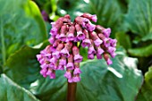 BERGENIA CORDIFOLIA PURPUREA