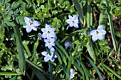 IPHEION UNIFLORUM ROLF FIEDLER AGM