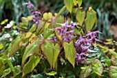 EPIMEDIUM SEMPERVIRENS VAR RUGOSUM