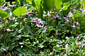 ERYTHRONIUM REVOLUTUM