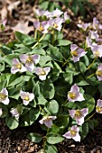 TRILLIUM RIVALE