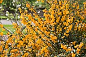 BERBERIS DARWINII AGM