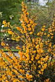 BERBERIS DARWINII AGM