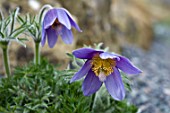 PULSATILLA VULGARIS SUBSP GOTLANDICA