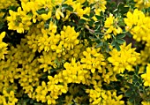 CORONILLA VALENTINA SUBSP GLAUCA