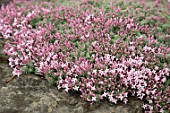 ASPERULA ARCADIENSIS AGM