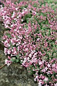 ASPERULA ARCADIENSIS AGM