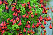 TROPAEOLUM TRICOLOR