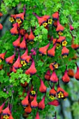 TROPAEOLUM TRICOLOR