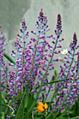 LACHENALIA ROSEA