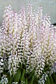 LACHENALIA LATIMERAE