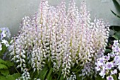 LACHENALIA LATIMERAE