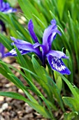 IRIS RUTHENICA